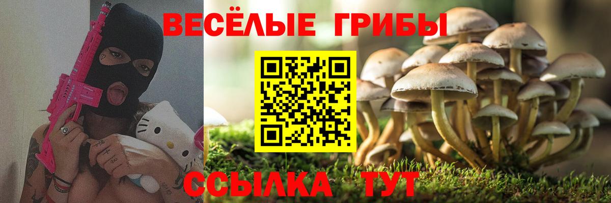 Галлюциногенные грибы Psilocybine cubensis Майкоп